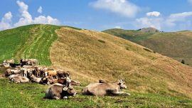Costa del Palio Morterone alpeggio monte resegone