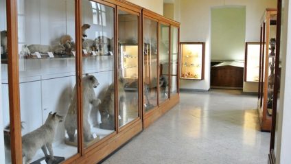 Musei Lecco Museo di Storia Naturale a Lecco